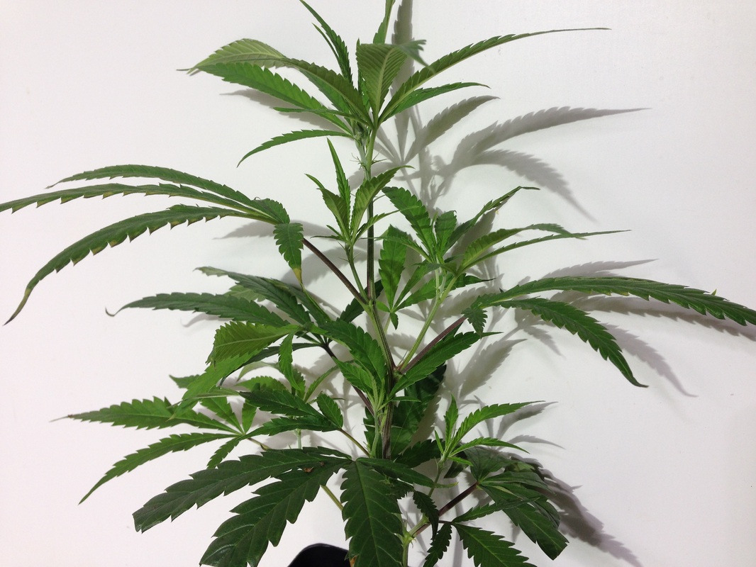 marijuana propagation baby mother plant