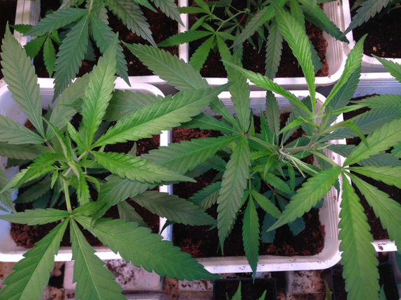 Marijuana Plants Under Tall Trees LED